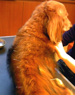 往診のベル犬猫病院鍼治療